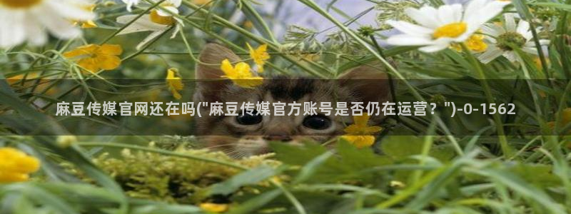麻豆视频盘点文案